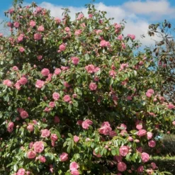 2.5qt High Fragrance Camellia Japonica Plant With Pink Blooms - National Plant Network -Garden Furniture Discounts GUEST d4f6ec5c 3262 4b39 ab3f ea536c0801b4