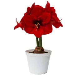 Van Zyverden Amaryllis Red Hypersonic Flower Bulb -Garden Furniture Discounts GUEST d7062ae8 3180 4c9e 842e 56c7c462668e