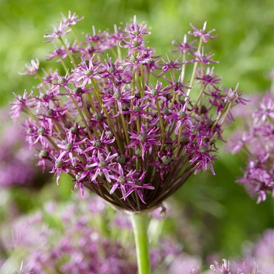 12ct Allium Miami Bulbs - Van Zyverden 3 12ct Allium Miami Bulbs - Van Zyverden