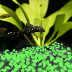 Nature Spring Glow In The Dark Solar Garden Stone Pebble Lights For Landscaping, Flower Beds, And Pathways - Green, 500-pc -Garden Furniture Discounts GUEST dca6f30c 04ee 485b a825 c7404dd8b19c