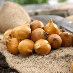 8ct Dwarf Iris Eye Catcher Bulbs - Van Zyverden 7 8ct Dwarf Iris Eye Catcher Bulbs - Van Zyverden -Garden Furniture Discounts GUEST e63944bc 19bd 4260 9515 baa530ca6515