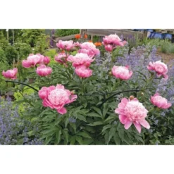 Gardener's Supply Company Essex Plant Support | Sturdy Metal Plants Support Frame For Peonies, Rose Ornamental Flower Garden Cage | Wide Top Rings -Garden Furniture Discounts GUEST f939ee89 36bf 47cf 846d 7e93e8d694cd