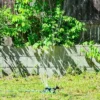 GrowGreen Garden Sprinkler, 360 Degree Rotating Sprinkler, Large Coverage, Solid ABS Plastic 1 GrowGreen Garden Sprinkler, 360 Degree Rotating Sprinkler, Large Coverage, Solid ABS Plastic -Garden Furniture Discounts GUEST fca2ecbd e22c 4892 b95b 80f628bd2658