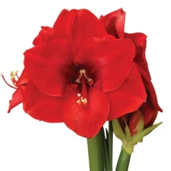 Van Zyverden Amaryllis Red Hypersonic Flower Bulb -Garden Furniture Discounts GUEST fd4d2293 6ae5 4039 a4e8 fda9ce7f8a6c