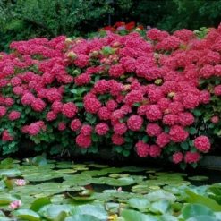 3pc Hydrangea Red Beauty - National Plant Network 7 3pc Hydrangea Red Beauty - National Plant Network -Garden Furniture Discounts GUEST fdbb01b4 f764 461d 9494 9117f732f8ce